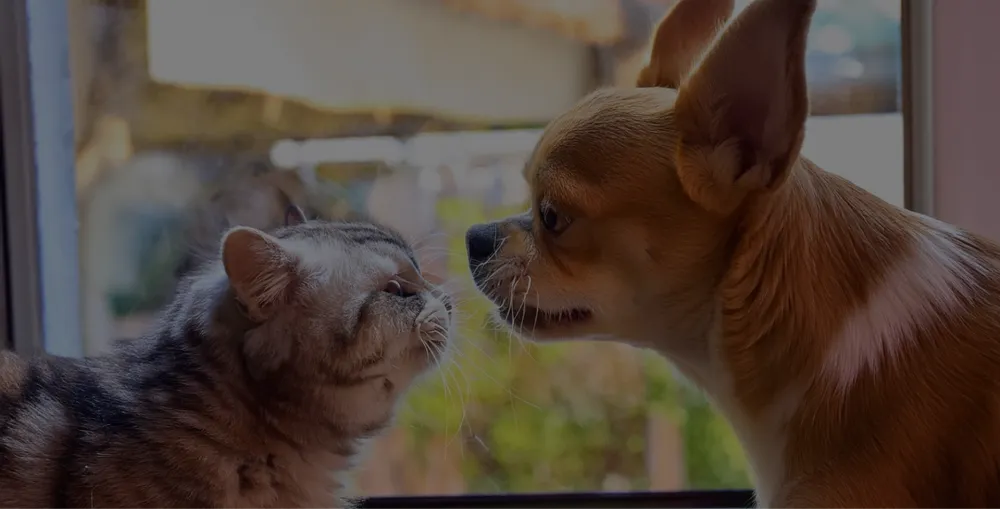 希少なペット相談可物件。洗練された空間でペットと共に癒しの時間を過ごせます。