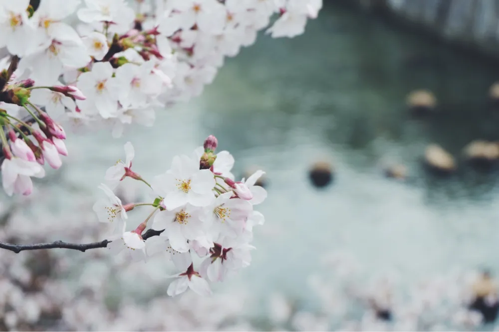 目黒川の桜並木